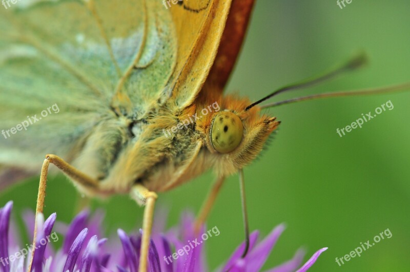 Butterfly Fritillary Macro Insect Thistle Flower