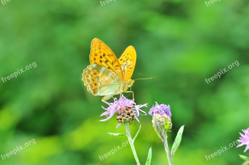 Butterfly Fritillary Thistle Flower Close Up Insect