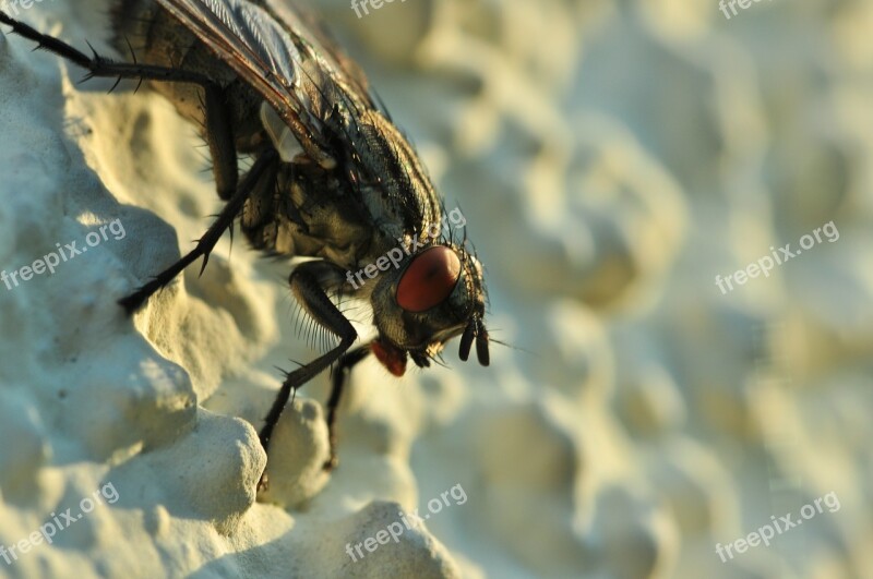 Fly Close Up Insect Compound Eyes Free Photos