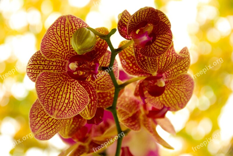 Orchid Flower Flowering Free Photos