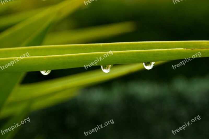 Leaves Drops Of Water Rain Nature Dew Drop