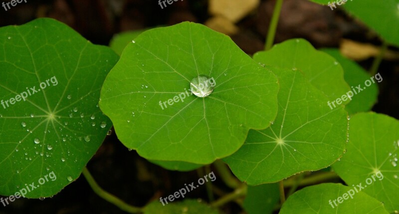 Leaf Drops Of Water Green Rain Free Photos