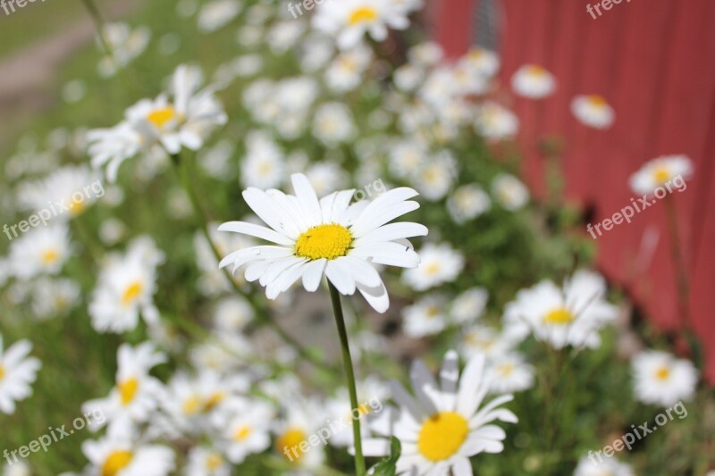 Flower Summer Finnish Yellow White