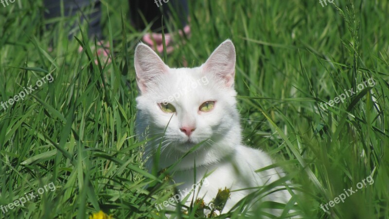 Cat Gaze Cat's Eyes Animals White