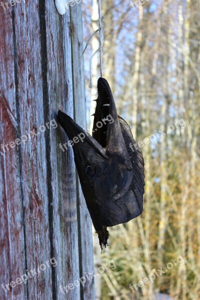 Head Nature Countryside Autumn Carcass