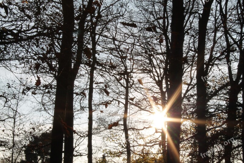 Autumn Forest Sun Backlighting Kahl Forest