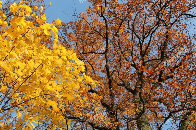 Yellow Brown Color Contrast Sky Autumn