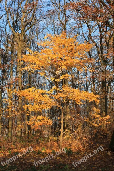 Autumn Tree Orange Leaves Golden Autumn