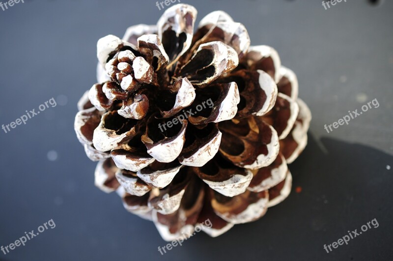 Christmas Tap Christmas Pine Cones Deco Decoration