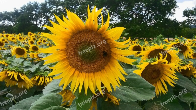 Sunflower Nature Fields Free Photos