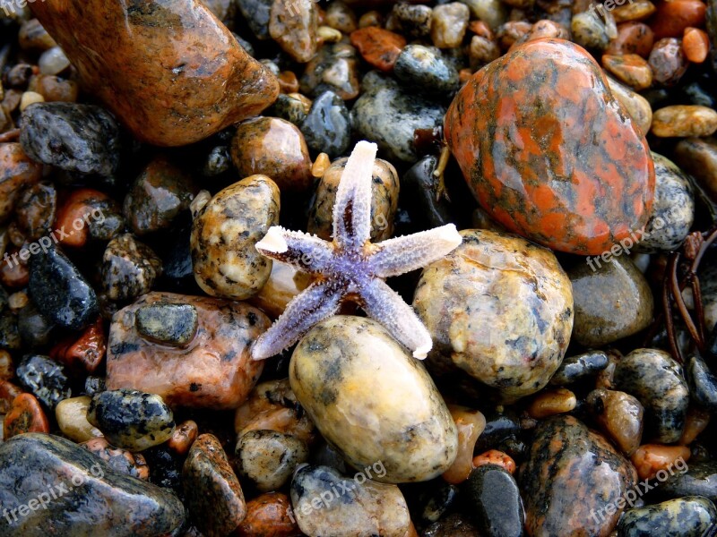 Starfish Stones Colorful Beach Sea