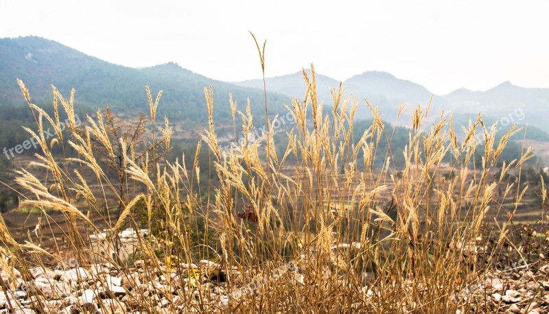 Grass Landscape The Scenery Wither Autumn