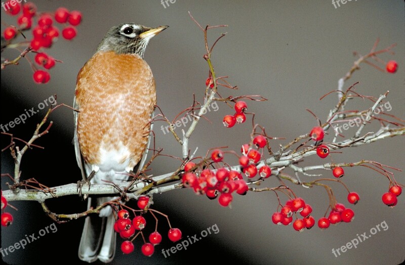 American Robin Bird Perched Songbird Red