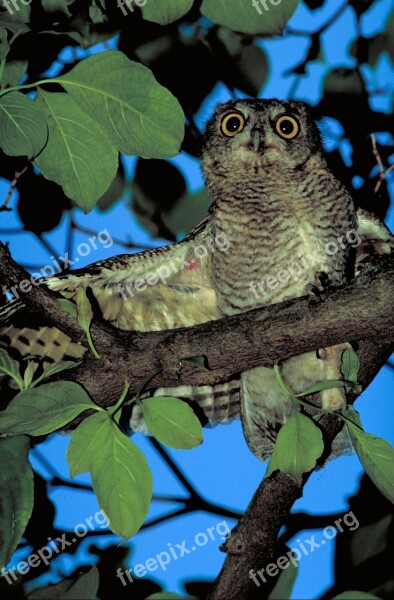 Screech Owl Bird Predator Nocturnal Bird Of Prey