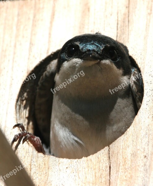 Tree Swallow Bird Birdhouse Feathers Nature