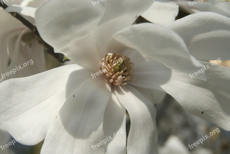 Magnolia Blossom White Close Up Free Photos