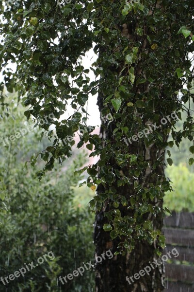 Rain Birch Tree Nature Raindrop