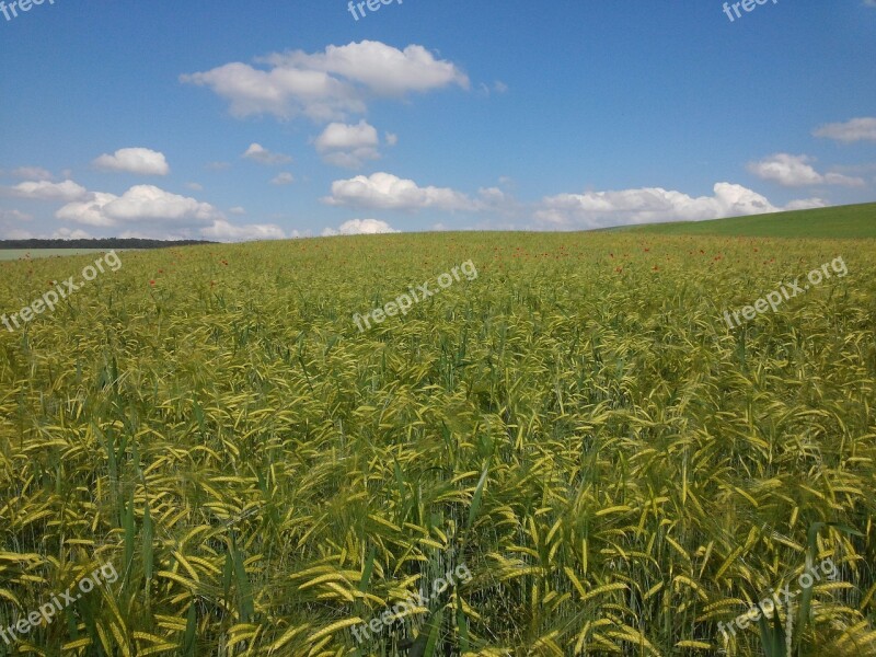 Barley Cereals Arable Field Agriculture