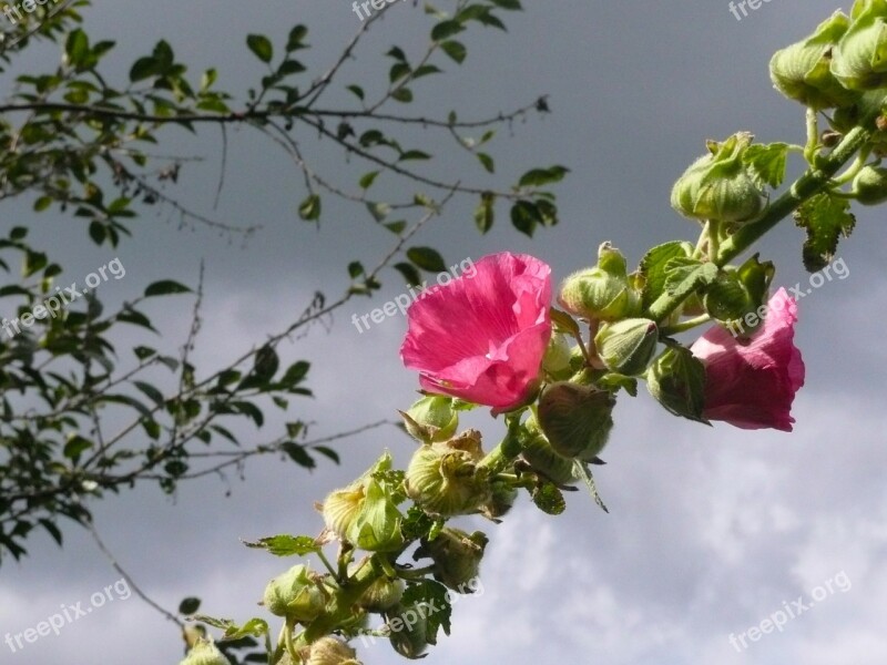 Hollyhock Alcea Rosea Pink Rosea Flower