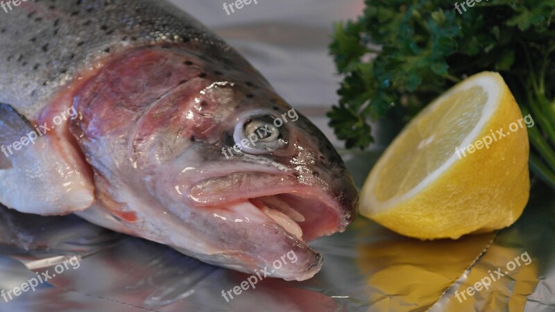 Salmon Trout Trout Fish Fish Head Lemon