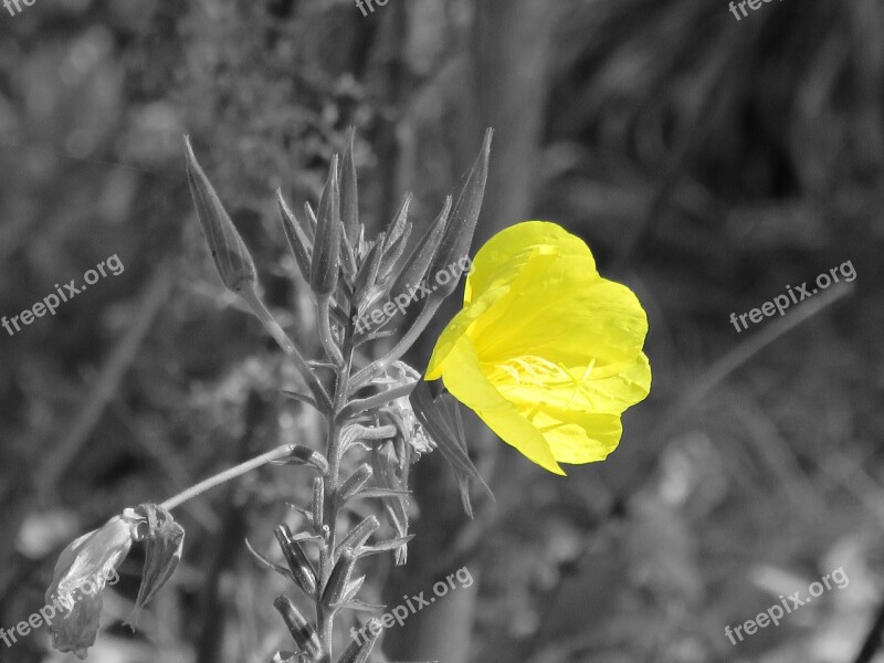 Pink Evening Primrose Flower Yellow Oenothera Biennis Free Photos