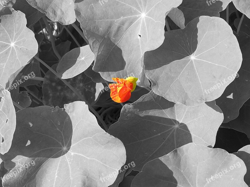 Nasturtium Flower Red Carbine Greenhouse Crop