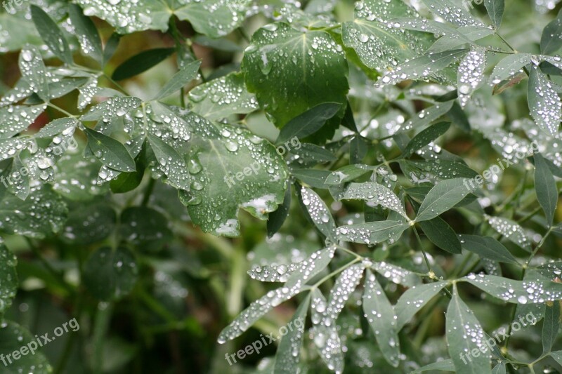 Rain Leaves Nature Drop Free Photos