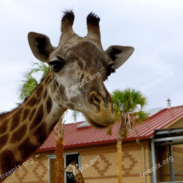 Giraffe Zoo Animals Free Photos