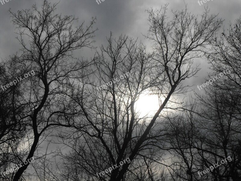 Trees Spooky Bare Trees Silhouette Free Photos