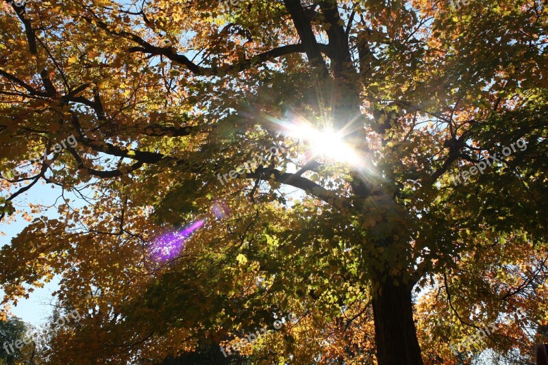 Light Trees Halo Autumn Sunlight