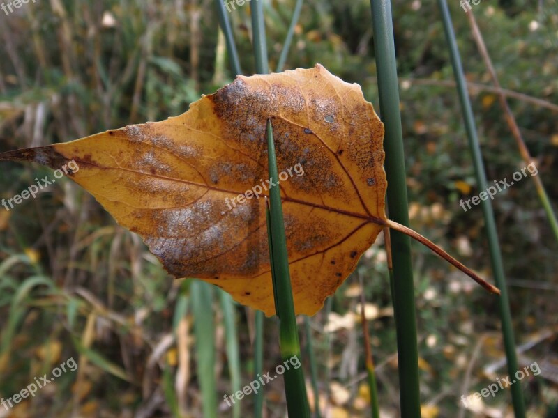 Leaf Autumn Hawthorn Balance Sunset