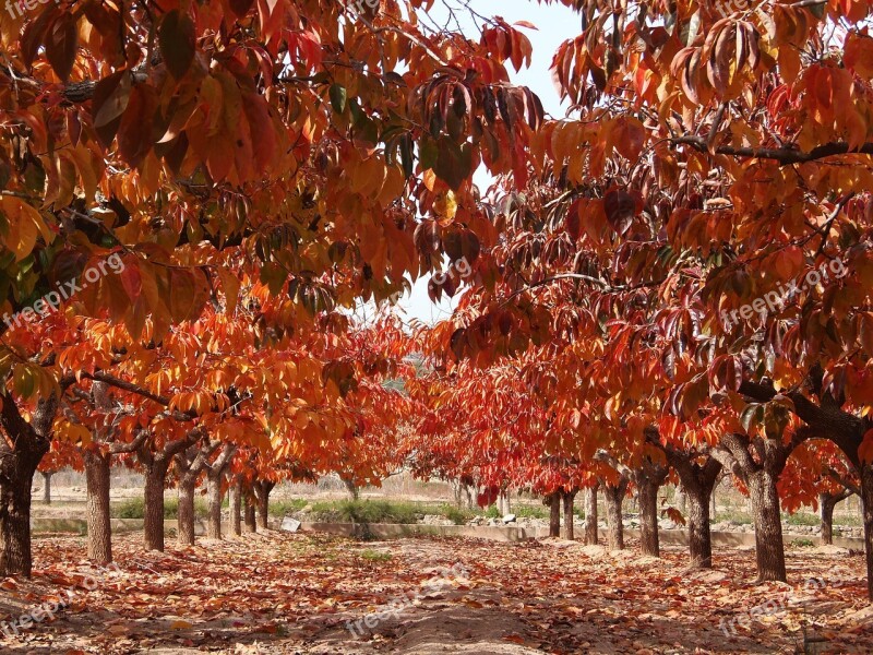 Autumn Leaves Leaves Of Persimmons Fruit Tree Autumn Nature