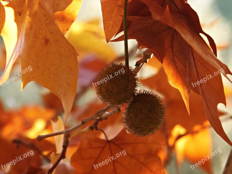 Plane Tree Colors Autumn Leaves Color