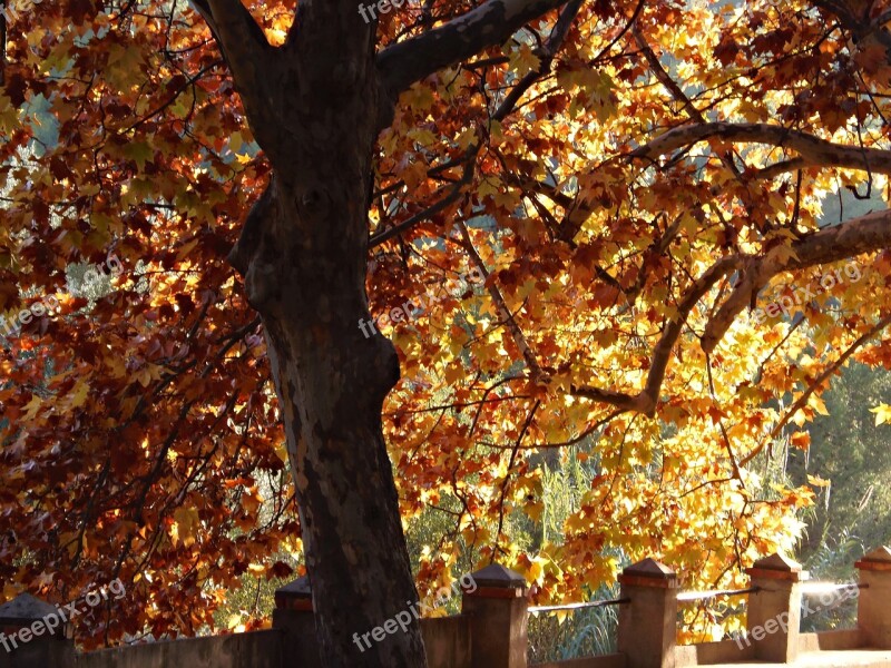 Plane Tree Park Autumn Colors Leaves