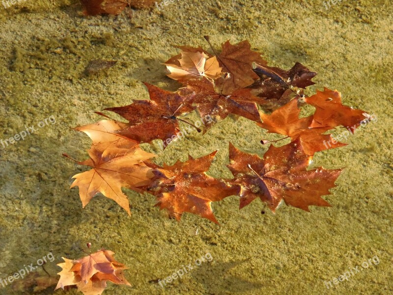 Leaves Autumn Water Of Water Autumn Leaves