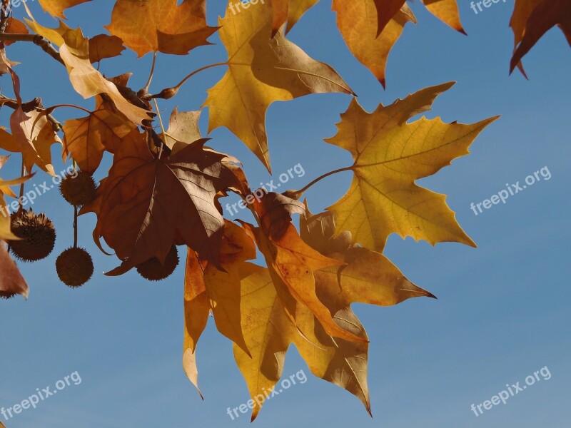 Autumn Leaves Sky Autumn Landscape Yellow