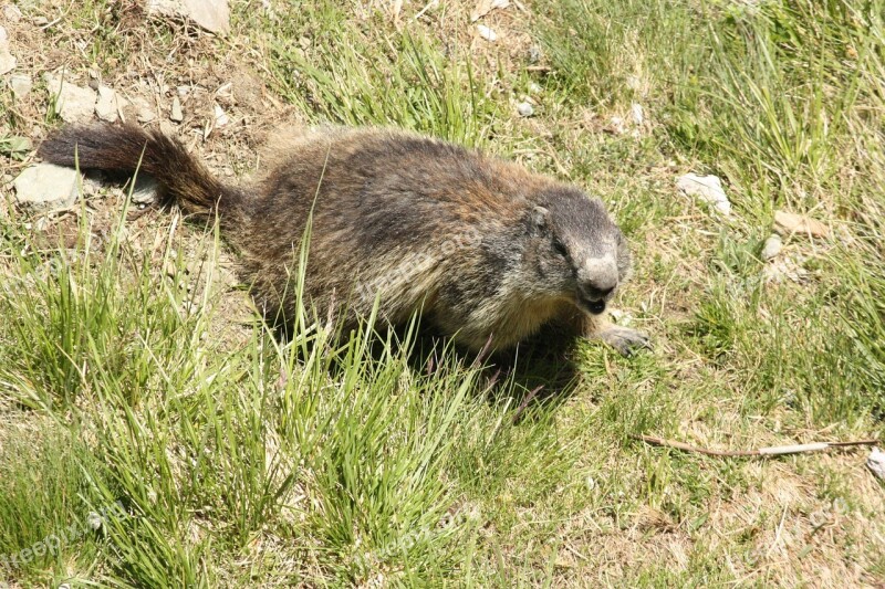 Marmot Animal Creature Free Photos