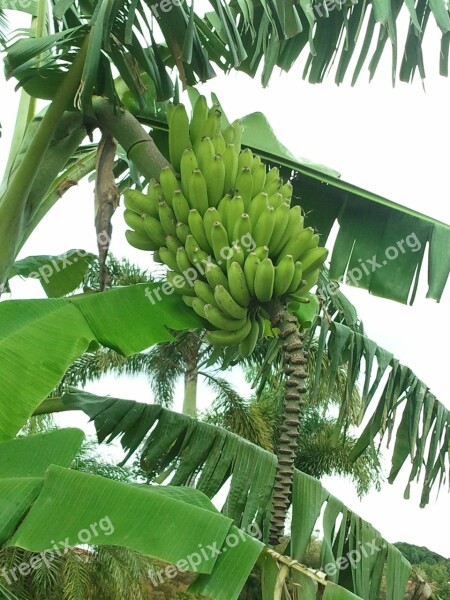 Banana Bunch Food Fruit Fresh