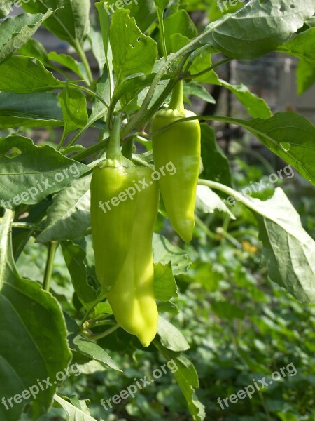 Chilies Green-chilies Peppers Food Green