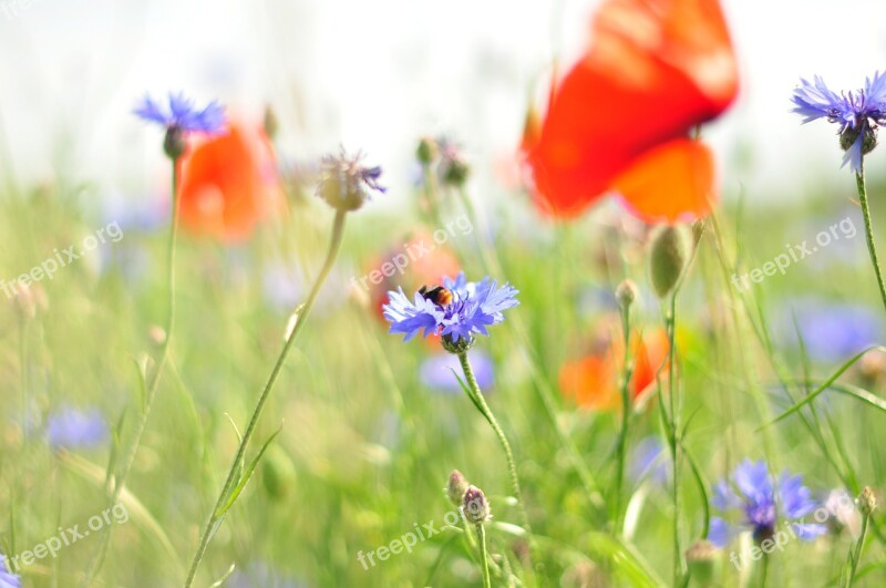 Meadow Flower Poppy Cornflower Blossom