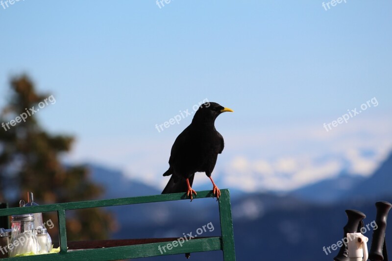 Jackdaw Bird Black Pinnate Railing