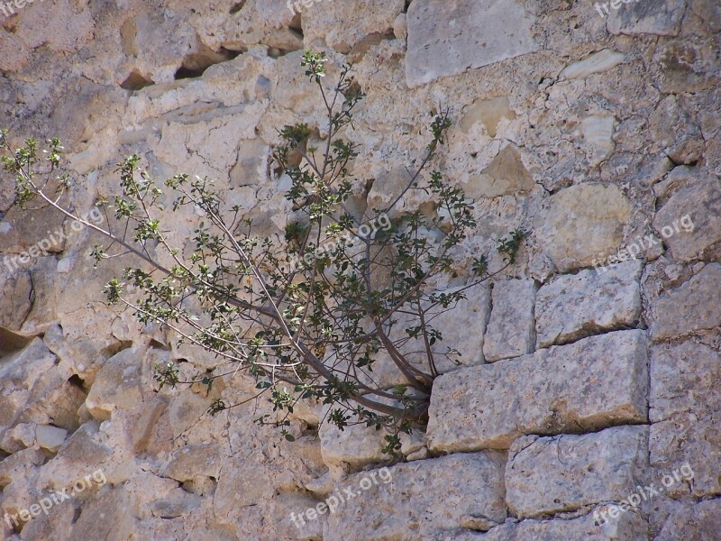 Plant Wall Pendant Shrub Stone