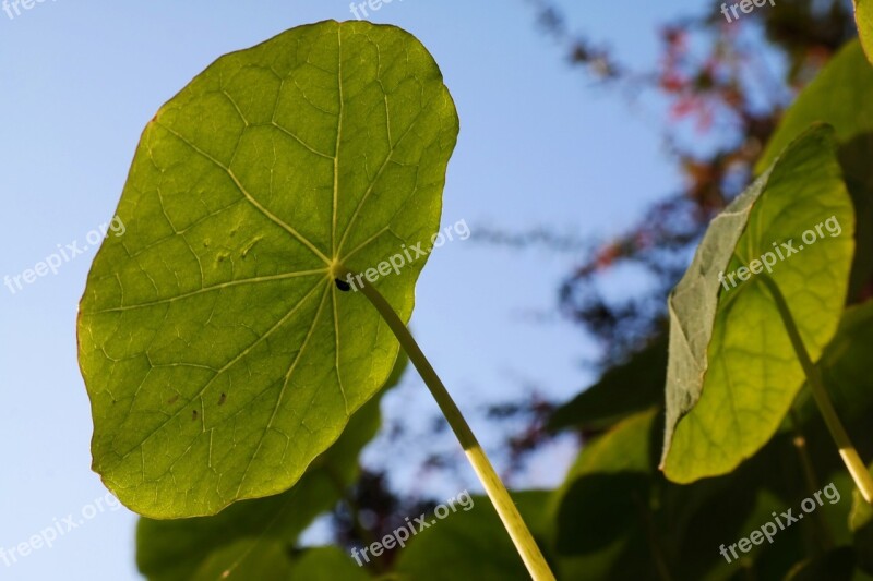 Nasturtium Leaf Sun Sky Light