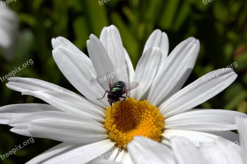 Fly Marguerite Flora Nature Summer