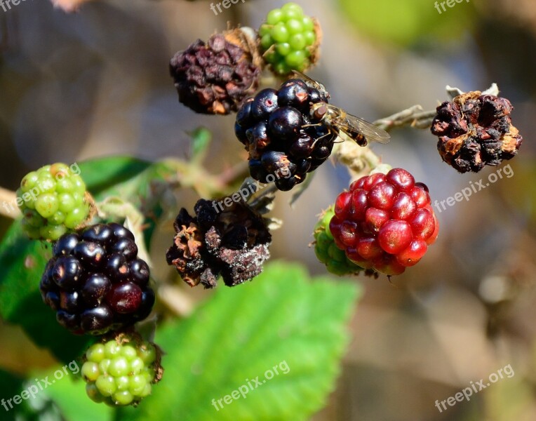 Blackberries Autumn Dry Hoverfly Food