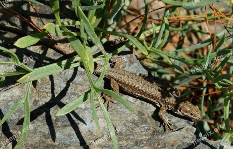 Lizard Reptile Sun Stone Animal