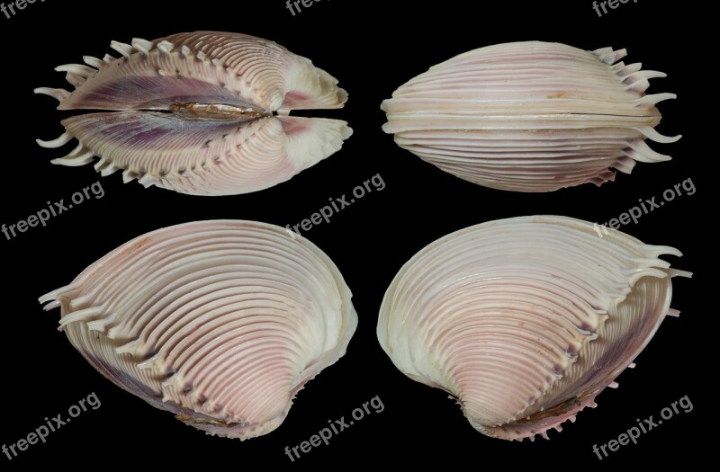 Shell Seashell Clam Elegant Venus Mollusk