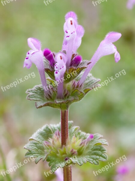 Henbit Deadnettle Plant Wild Flower