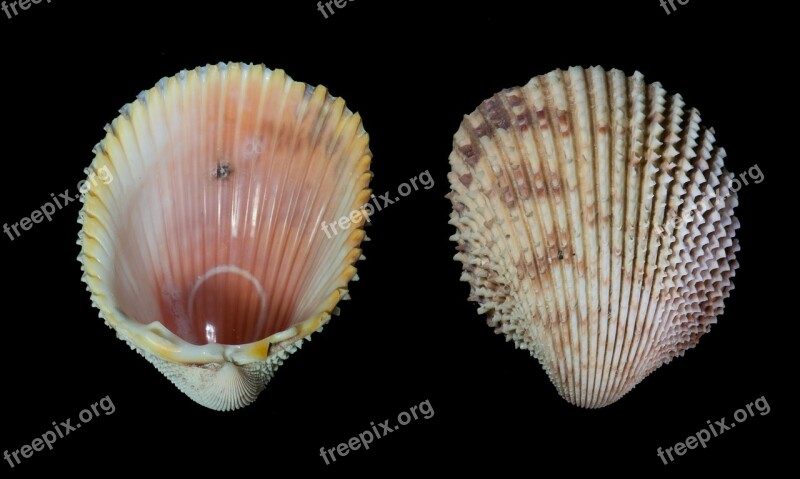 Seashell Trachycardium Isocardia Prickly Cockle Mollusk West Indian