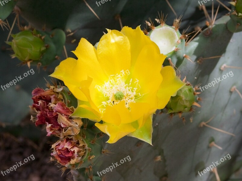 Flower Prickly Pear Cactus Yellow Bloom